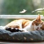 Zakaj mačke toliko spijo: Razlogi in dejstva