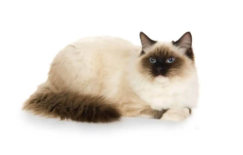 Ragdoll pasma mačke